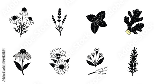 Minimalist botanical herb vector set, 8 hand drawn medicinal plant icons, black and white floral illustrations for tea and wellness branding