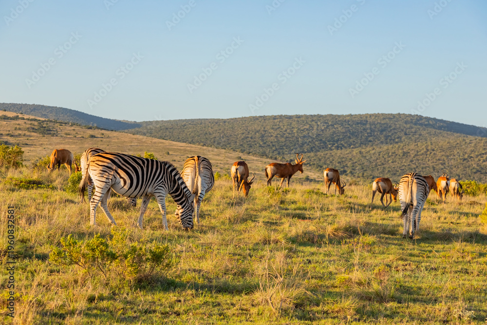 Fototapeta premium Zebra in Addo Elephant Safari Park