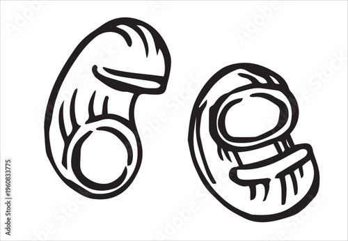 pasta pire rigate. vector illustration in doodle style