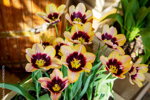 Photos Tulips of the Gavotte variety with beautiful buds