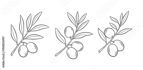Black and white olive branch with varying olive quantities olives leaves