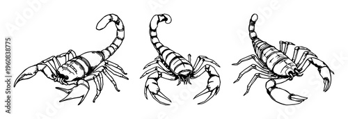 Scorpion illustration set with detailed ink drawing featuring stinger raised, intricate segmented anatomy, high contrast on white background with realism and vector style