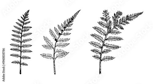 Fern leaf set with vintage ink sketch of a fern leaf with spores featuring botanical, engraving, line art with white background and botanical illustration