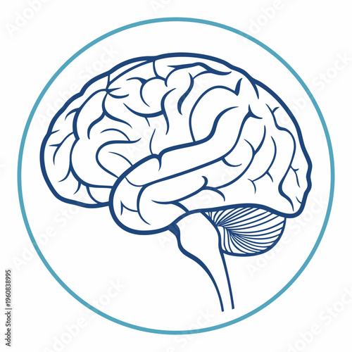 A detailed 3d vector illustration of the human brain anatomy shows the medical complexity of the cerebral organ and mind, highlighting neurology and science for health and intellectual education