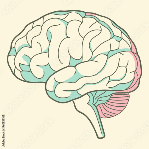 Detailed medical vector illustration of the human brain anatomy isolated on white showing the nervous system organ and cerebellum for neurology science and intellect