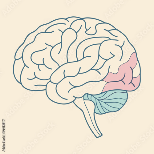 Medical vector illustration of the human brain anatomy showcasing the cerebral cortex and cerebellum as a symbol of intelligence, neurology, and the power of the human mind