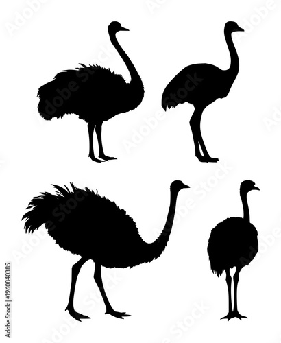 Ostrich silhouettes set with bold black outline featuring wildlife, bird, silhouette with fauna and nature illustration, vector artwork, black and white