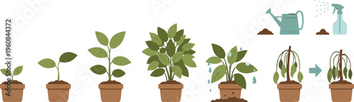 Houseplant care stages collection with growing, watering and wilting plants, indoor gardening process vector illustration set for home and botanical design