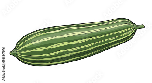 Elongated green squash illustration, featuring prominent lighter stripes and a gently curved shape, perfect for healthy eating, garden produce, and vegetable themes.