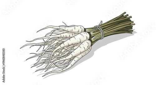 Bundle of fresh parsley roots, or white carrots, with their long, slender, pale roots and green leafy tops, illustrating a unique root vegetable and culinary ingredient.