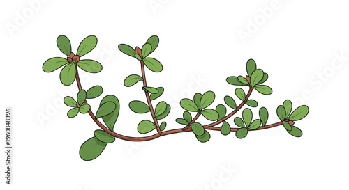 Fresh purslane plant, featuring its succulent green leaves and reddish stems, illustrating a healthy, edible herb and a resilient wild plant often used in salads.