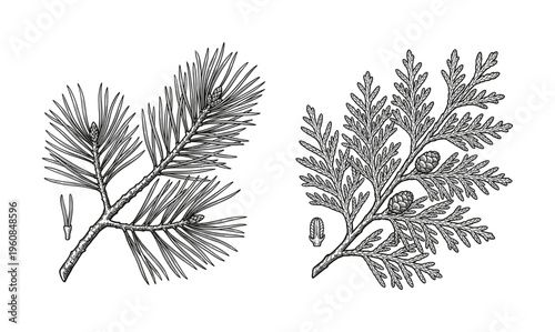 A detailed botanical illustration set of pine and cedar conifer branches. Hand-drawn vintage engraving style perfect for educational, nature, or holiday-themed designs.