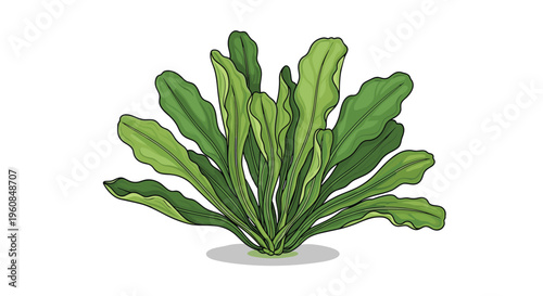 Lush green plantain lily, or Hosta, with its broad, wavy leaves forming a dense clump, symbolizing garden foliage, natural beauty, and ornamental plants.
