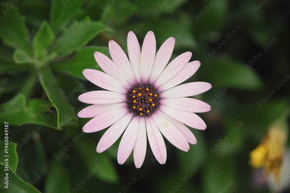 Fototapeta premium Osteospermum