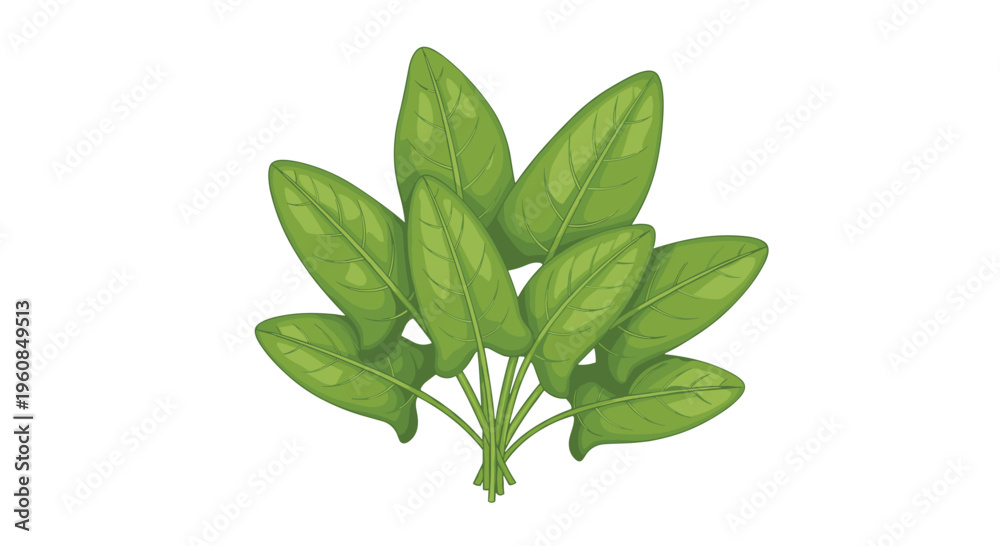 Fototapeta premium Fresh bunch of sorrel leaves, depicting their characteristic oval, pointed shape and vibrant green color, symbolizing a tart, flavorful herb for culinary use.