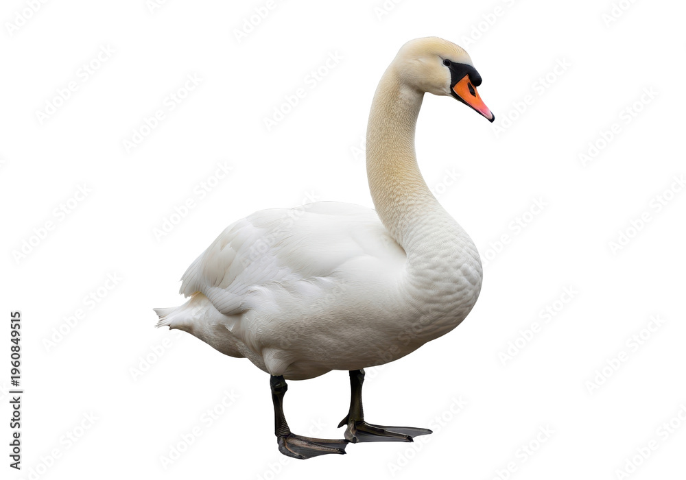 Obraz premium A majestic white mute swan standing, isolated on transparent background