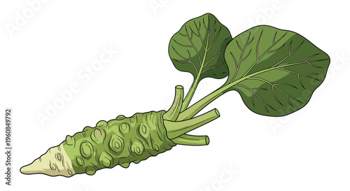 Fresh wasabi root illustration, featuring its gnarled green rhizome and two broad green leaves, symbolizing a prized pungent spice and culinary delicacy.