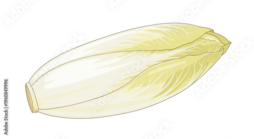 A crisp, pale green Belgian endive head, known for its slightly bitter taste and crunchy texture, makes an elegant addition to salads and appetizers.