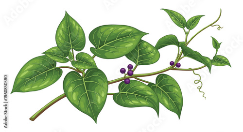 Lush green vine, adorned with small purple berries and vibrant heart-shaped leaves, symbolizing natural growth, ornamental plants, and potential edible fruits in botanical settings.