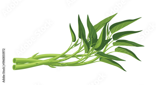 Fresh water spinach (kangkong) illustration, featuring a bundle of its long green stems and pointed leaves, symbolizing a popular Asian leafy green vegetable.