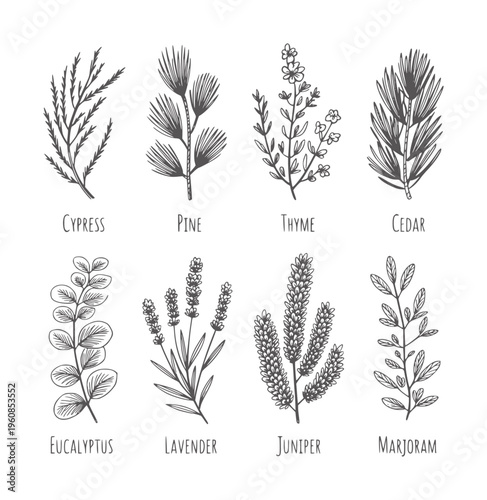Black and white botanical of cypress pine thyme cedar eucalyptus lavender juniper marjoram