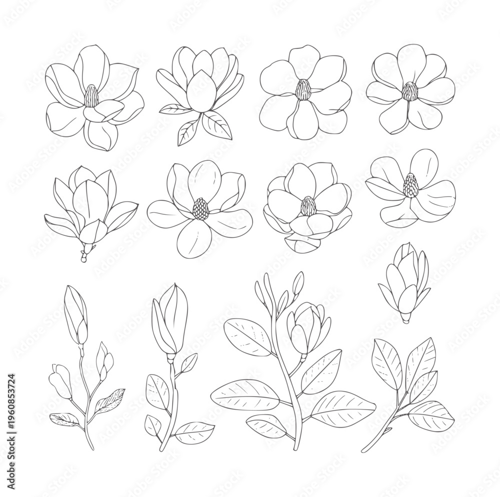 Fototapeta premium Black and white line magnolia flowers and branches magnolias buds leaves