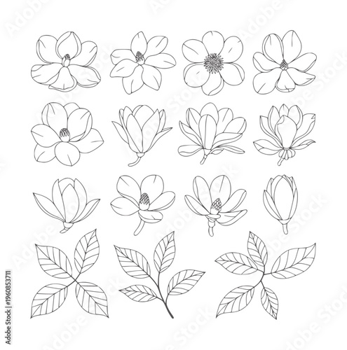 Black and white line magnolia flowers and leaves in various stages magnolias buds