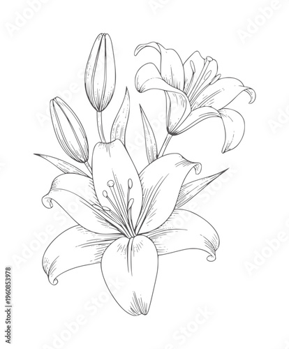 Black and white line of two lilies with buds and petals flowers 1