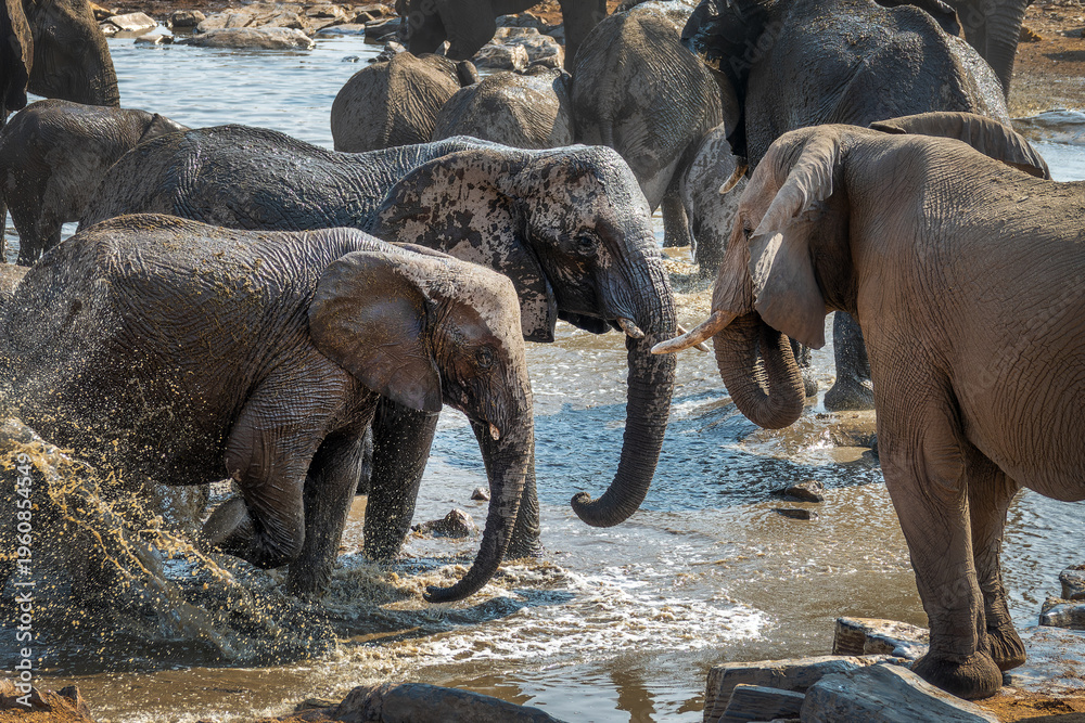 Obraz premium Large group of elephants drinking and splashing water at Halali waterhole in Etosha National Park, wildlife safari and game drive in Namibia, Africa