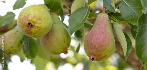 Ripe large pears in the summer garden.