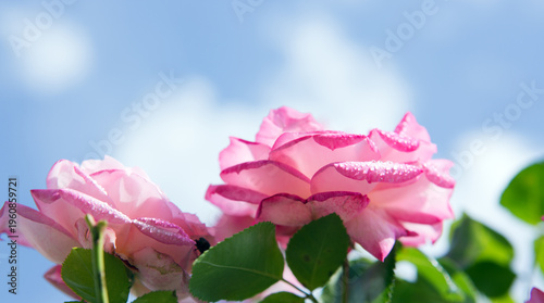 Blooming pink roses in garden against the blue sky.