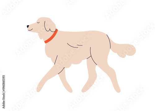 Cute dog walking, golden retriever breed. Happy smiling canine animal strolling. Doggy, purebred puppy pet in collar, going, profile, side view. Flat vector illustration isolated on white background.