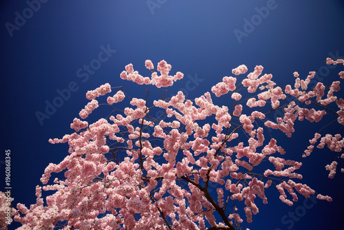 Low angle view of pink cherry blossom flowers on tree against clear sky