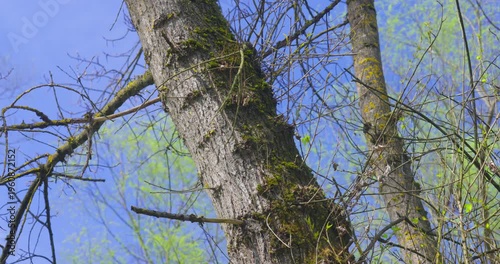 Black poplar tree (Populus nigra) trunk with moss and branches, close up