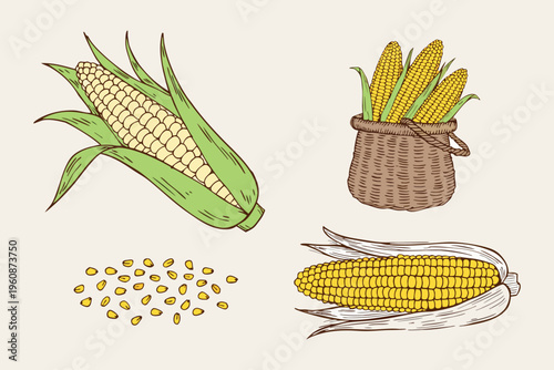 A fresh ripe yellow sweetcorn ear and organic raw corn on the cob with green leaves isolated on a white background for agriculture and healthy food grain concepts.