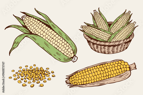 Fresh yellow corn on the cob with green leaves is a ripe organic vegetable and healthy agriculture crop isolated on white.