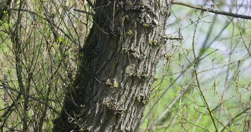 Black poplar tree (Populus nigra) trunk with moss and branches, close up