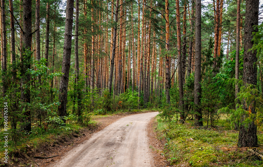 Fototapeta premium Forest around Lake Aviris near Leipalingis town, Druskininkai Municipality, Alytus County of Lithuania