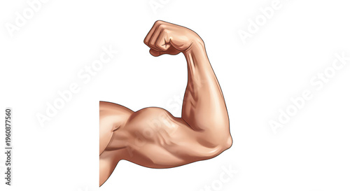 A muscular arm flexing to showcase strength and definition isolated on transparent background