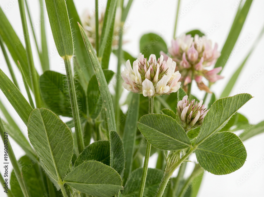 Fototapeta premium Clover Leaves and Wildflowers Closeup