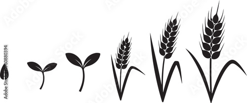 Growth stages of wheat plant from seed to maturity