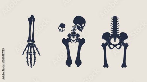 Three stylized silhouettes of human skeletal anatomy hand, torso & legs, and full spinal column