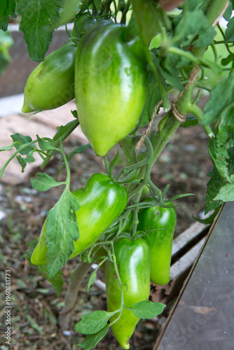Ripe green tomatoes hanging in the garden. Bush tomatoes .
