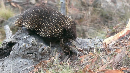Echidna (Tachyglossus aculeatus) standing on log looking around before cautiously stepping off to wander into bush 4k