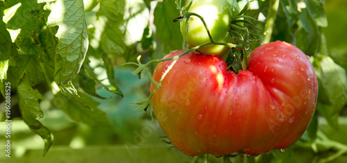 Red beefsteak tomato in the home garden.