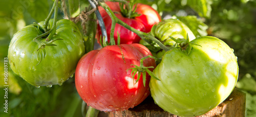 Large red beefsteak tomatoes in the home garden .