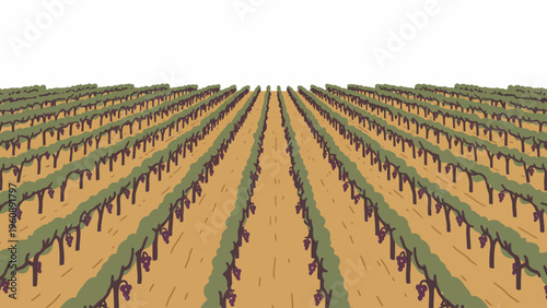 Vineyard Rows of Grapevines Landscape.