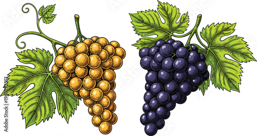 Grape bunch set with green and purple varieties in vintage engraving style. Hand drawn vineyard fruit with leaves. Perfect for wine labels and packaging design.