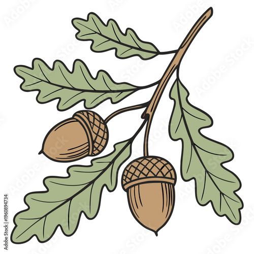 Oak Branch with Acorns and Leaves, Botanical Vector Illustration