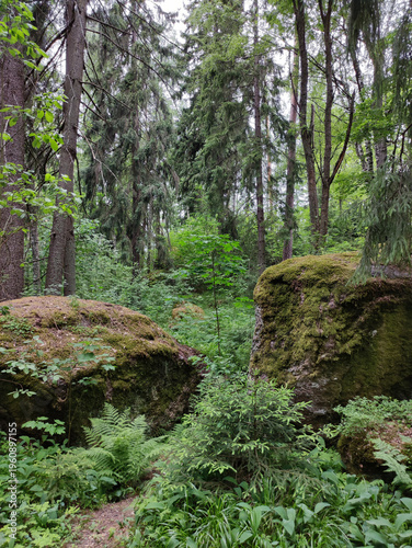 Dense forest with moss-covered rocks, green ferns and undergrowth, tall coniferous trees, soft diffused light, natural woodland environment